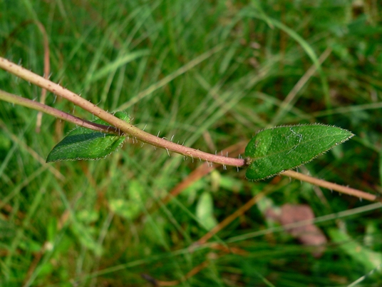 {Silphium simpsonii}
